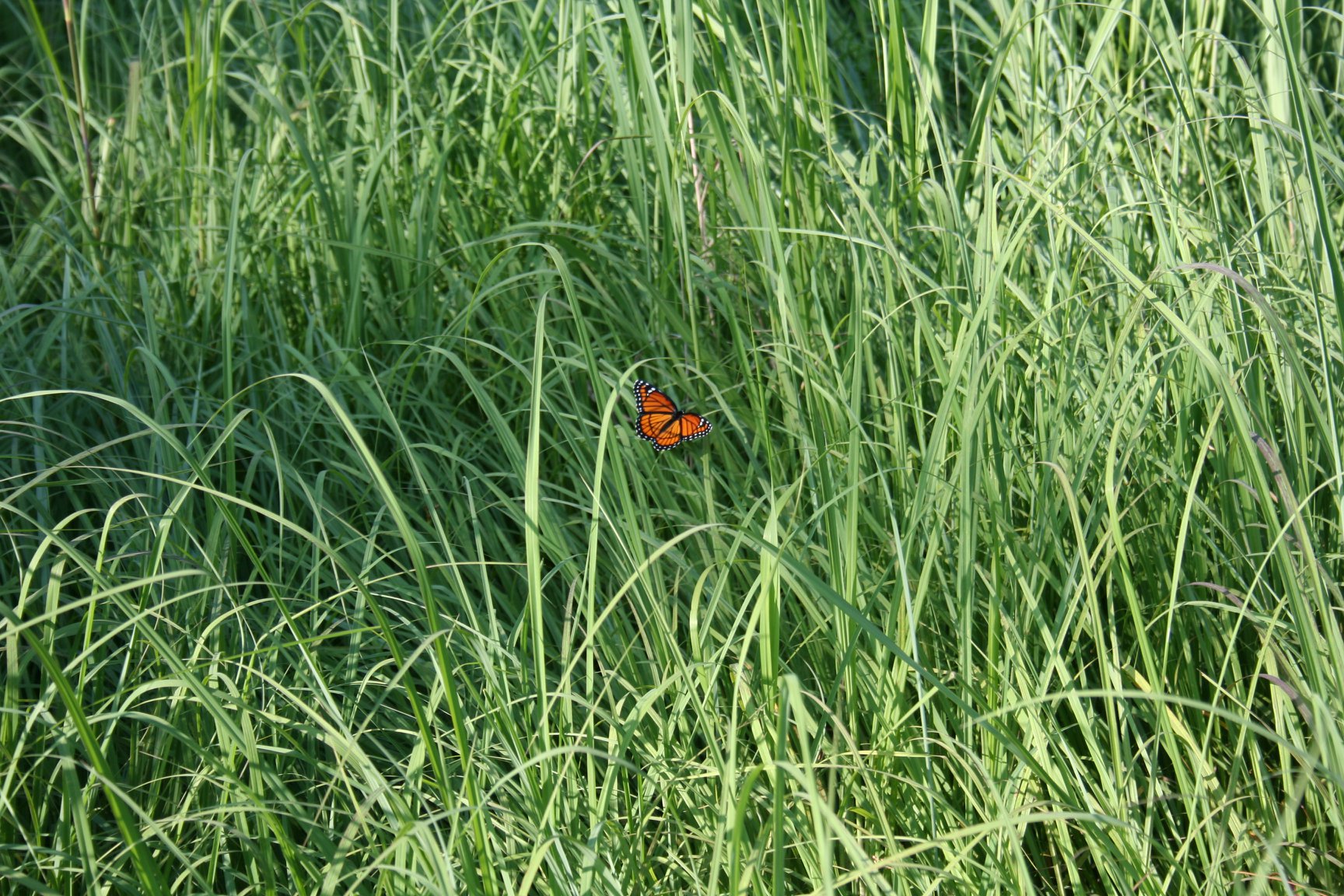 monarch-milkweed